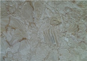 Abalone Reef Shells Reef Tiles, Abalone Reef Shellstone Limestone