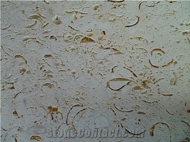 Ostra Mexican Shellstone Tiles, Ostra Shellstone Limestone