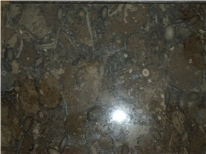 Fossil Brown Limestone (Dark Grey Color) Slabs