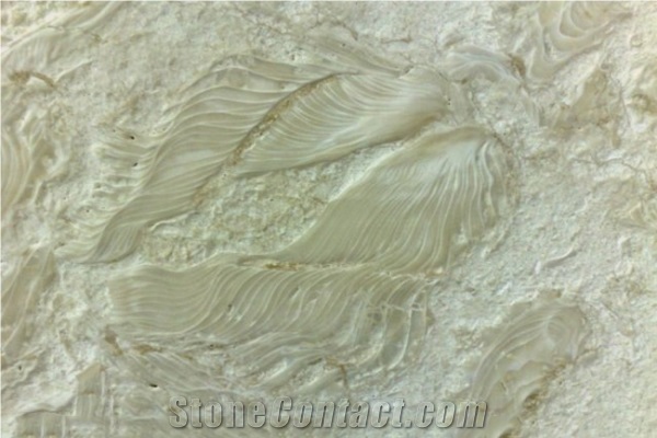Shells Reef Beige Limestone