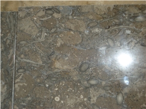 Fossil Dark Grey Limestone Slabs & Tiles, Pakistan Grey Limestone Fossil Dark Grey Limestone Slabs & Tiles, Pakistan Grey Limestone