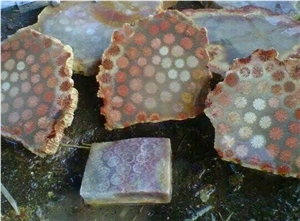 Coral Fossil Factory
