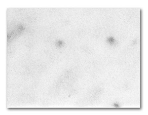 Kavala Nova Marble Tiles & Slabs, White Marble Greece Tiles & Slabs
