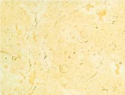 Ajloun Limestone Tiles & Slabs, Yellow Limestone Tiles & Slabs Jordan Ajloun Limestone Tiles & Slabs, Yellow Limestone Tiles & Slabs Jordan