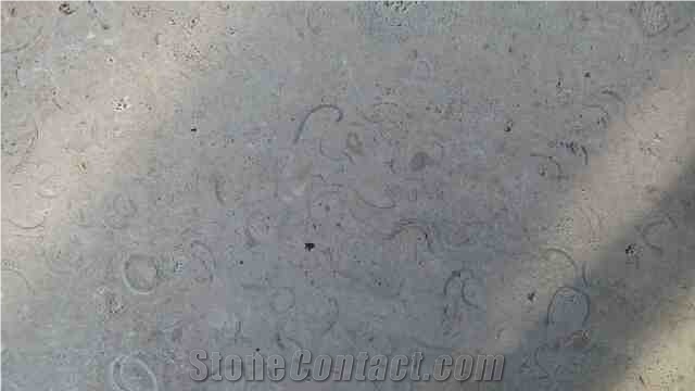 Shell Stone Limestone Tiles & Slabs, Beige Polished Limestone Flooring Tiles, Walling Tiles