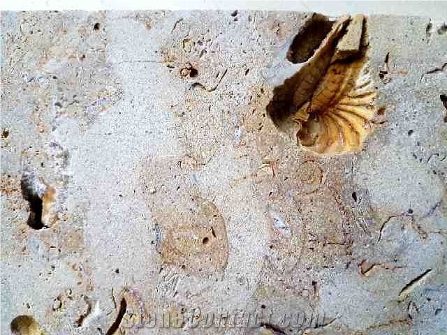 Fossil Shell Stone, Coral Stone