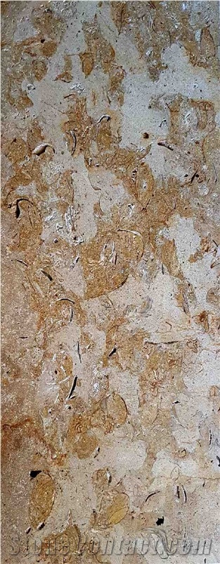 Fossil Shell Stone, Coral Stone