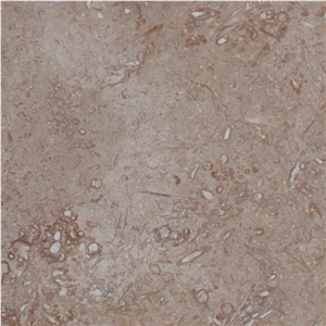 Blanco Fossil Travertine