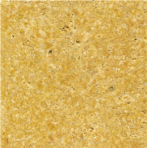 Caliza Fossil