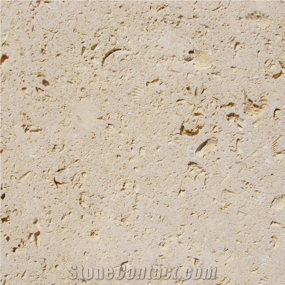 Cordova Shell Limestone Tile