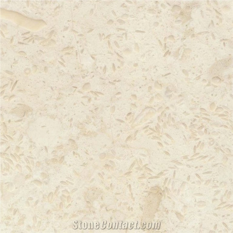 Crema Patricia Fossil Limestone importance=