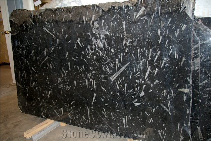 Fossil Black Marble Slab