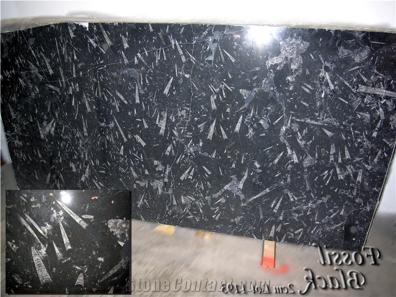 Fossil Black Marble Slab