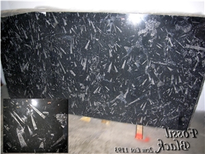 Fossil Black Marble Slab