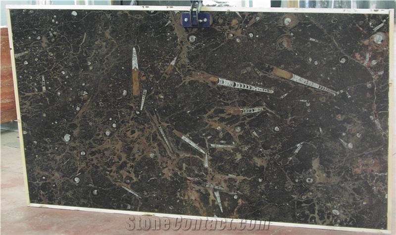 Fossil Brown Marble Slab