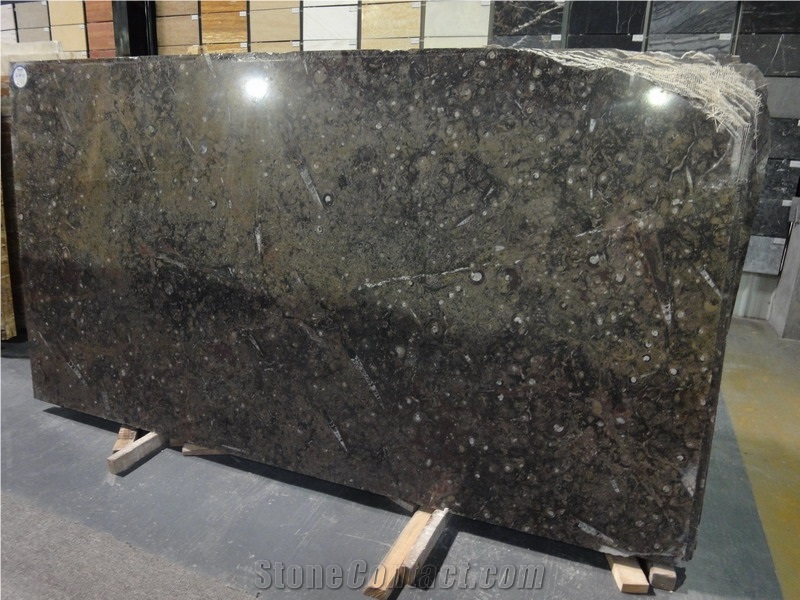 Fossil Brown Marble Slab