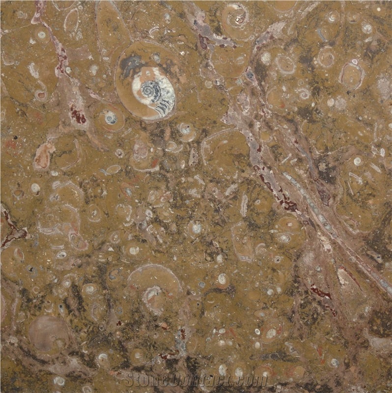 Fossil Brown Marble importance=