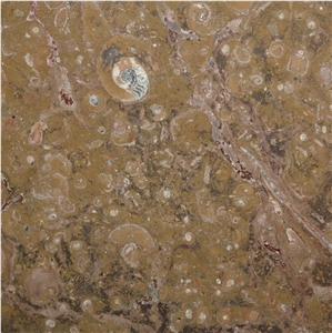 Fossil Brown Marble
