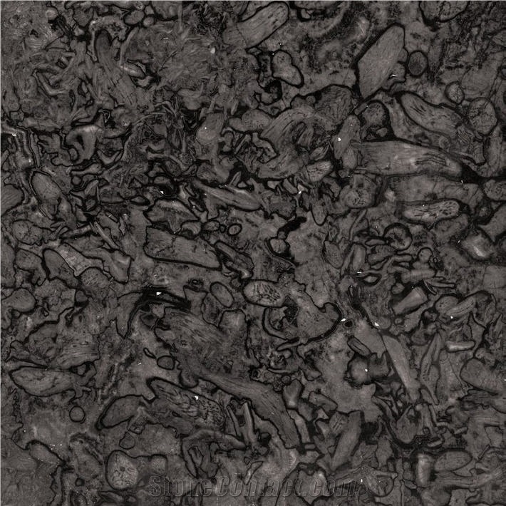 Fossil Grey Marble importance=