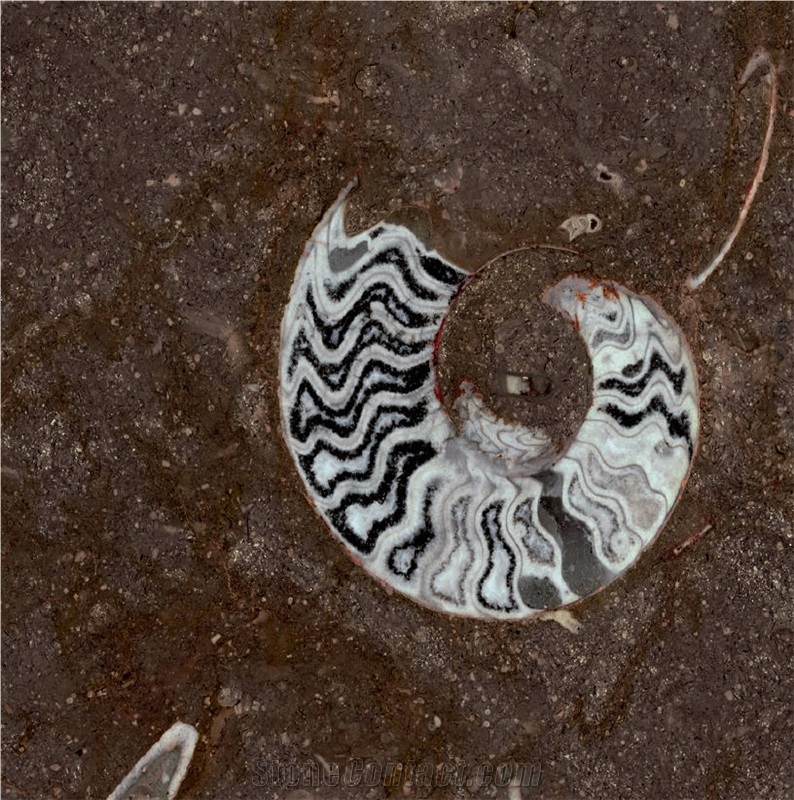 Gran Fossil Marble importance=