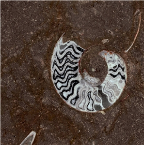 Gran Fossil Marble