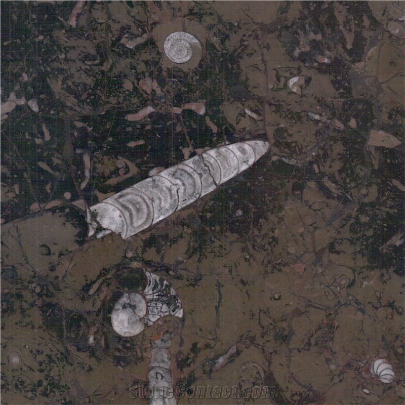 Gran Fossil Marble Tile