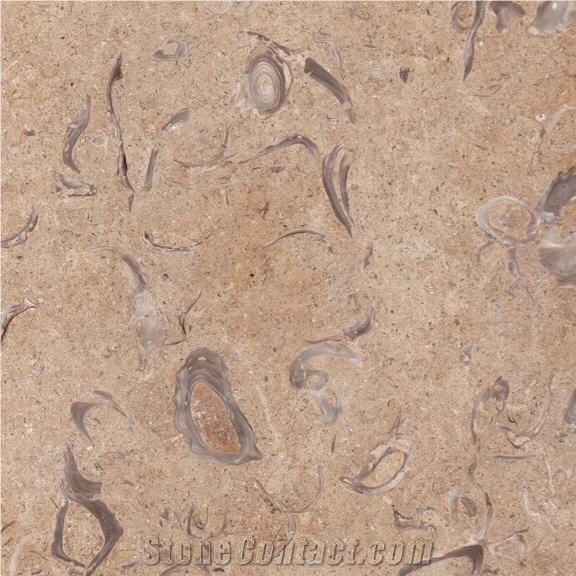 Jerusalem Sea Shells Limestone Tile