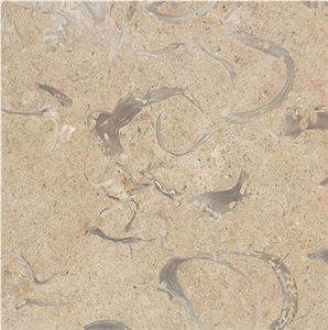 Jerusalem Shells Limestone