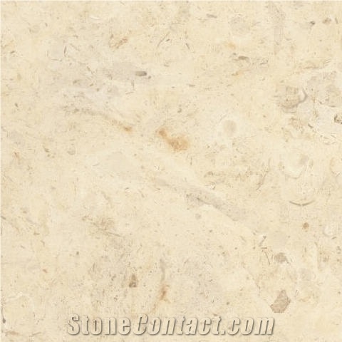 Jerusalem Shells Limestone Tile