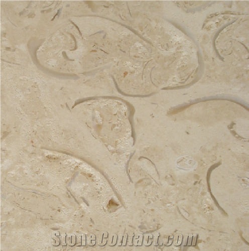 Mexican Shell Stone importance=
