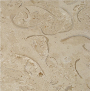 Mexican Shell Stone