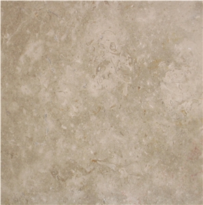 Negev Fossil
