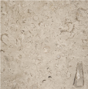 San Remo Fossil