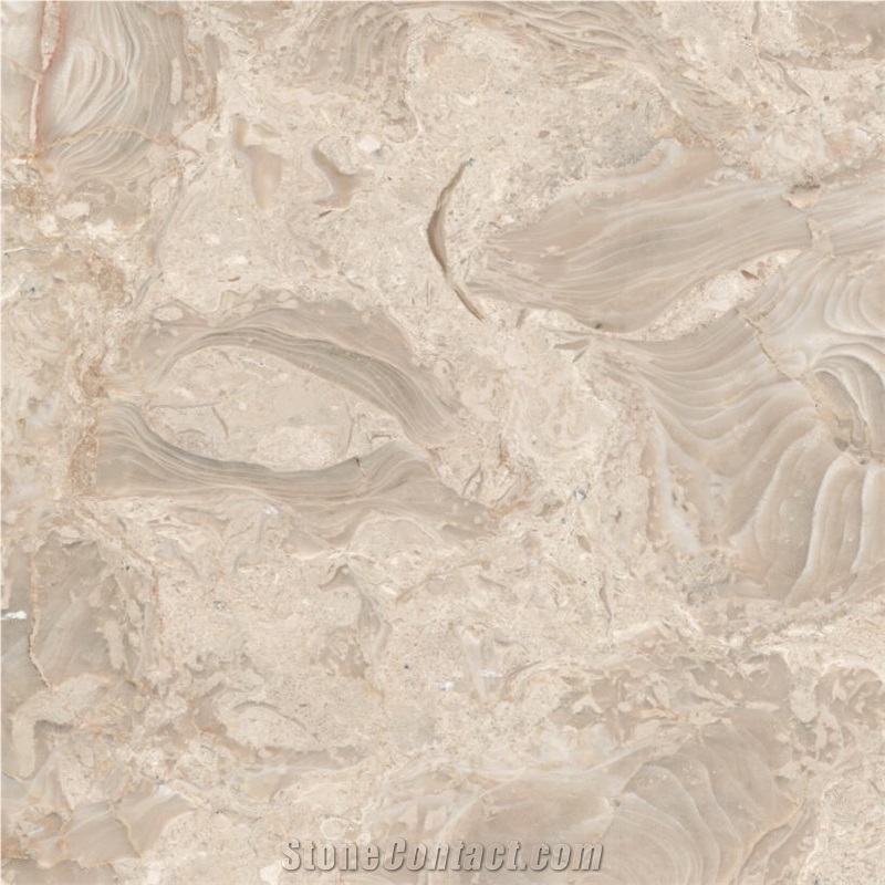 Shells Reef Beige Limestone Tile