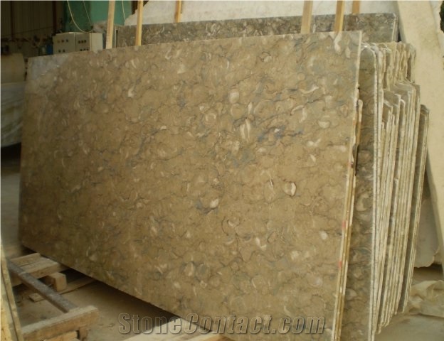 Shells Reef Green Limestone Slab