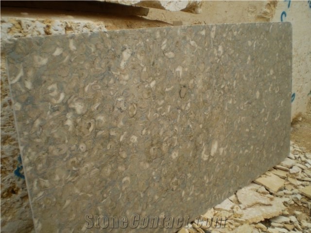 Shells Reef Green Limestone Slab