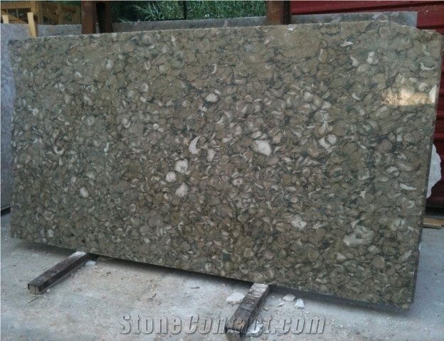 Shells Reef Green Limestone Slab