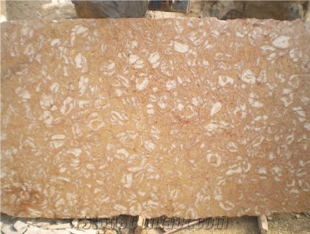 Shells Reef Pink Limestone Slab