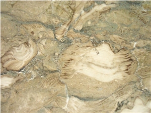 Fossil Beige Marble Quarry