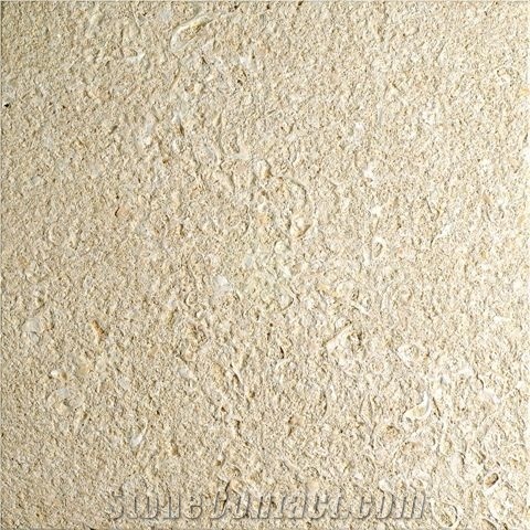 Amarillo Fosill - Arenisca Fossil Sandstone Quarry