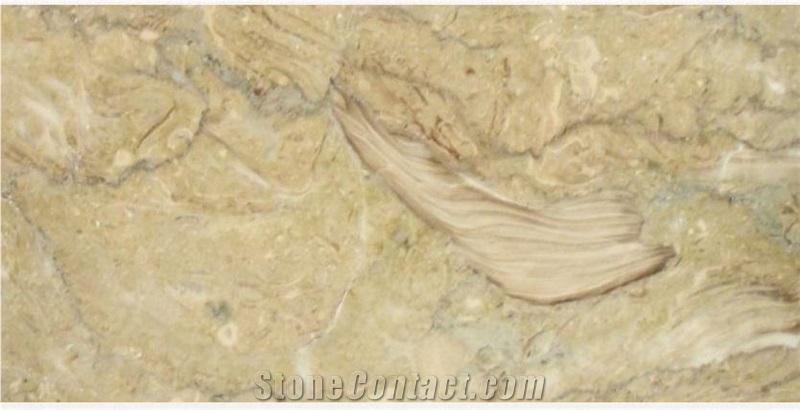 Fossil Beige Marble Elbistan Quarry