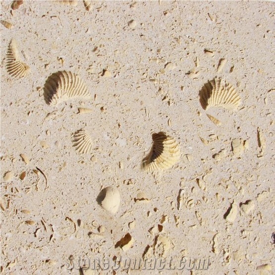 Armadillo Quarry - Cordova Shell Limestone