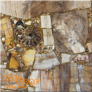 Petrified Wood with Sea Sheel/Semi Precious Stone Panel/Semiprecious Slabs/Tiles/Wall/Backlit/Backflash