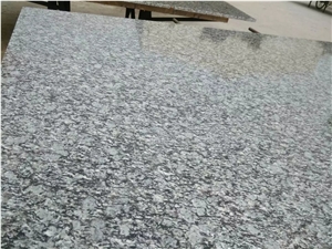 G418 Surfwhite Sea Wave Flower Sea Wave White Polished Countertops