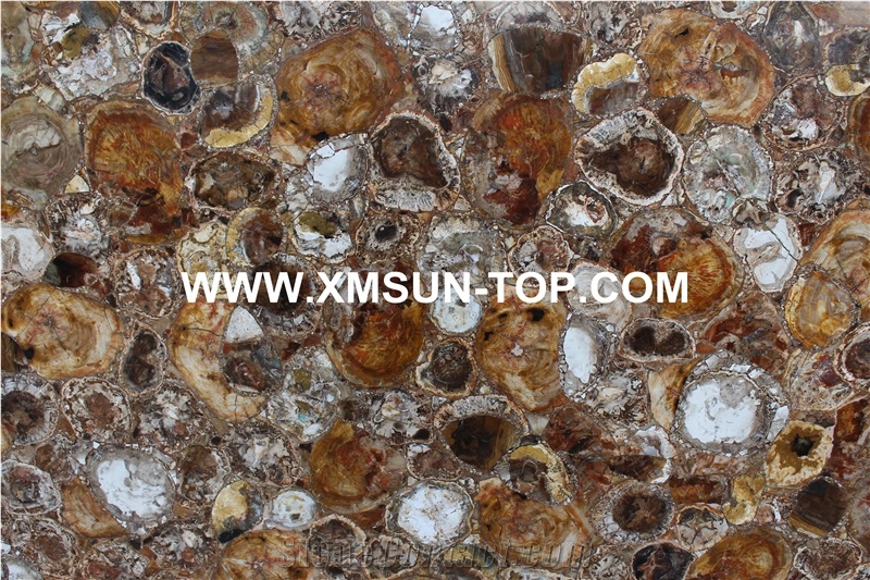 Brown Petrified Wood(Round Wood) Semiprecious Stone/Brown Semi-Precious Stone Slab&Tile&Customized/Semi Precious Stone Slab for Wall Cladding&Flooring/Semi-Precious Stone Panel/Interior Decoration