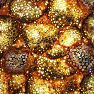 Coral Fossil Backlit Semiprecious Stone Slab & Tiles /Coral Fossil Gemstone Slab