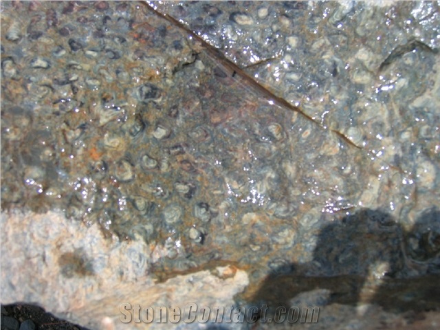 Desert Grey Calcarenite Slabs