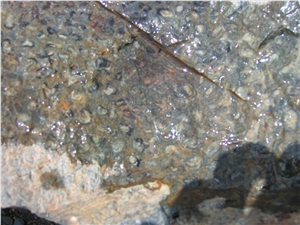 Desert Grey Calcarenite Slabs