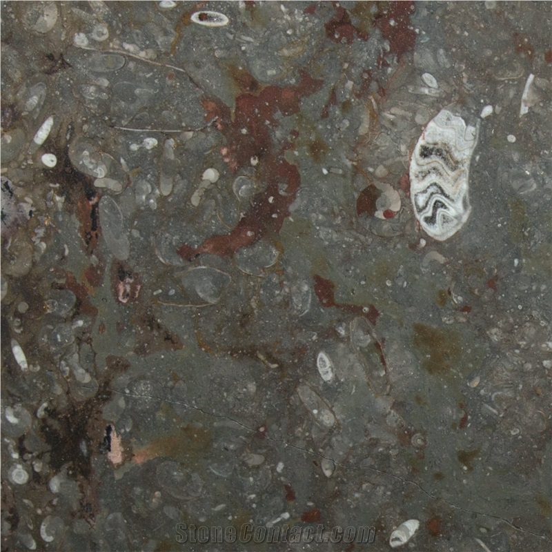 Great Fossil - Grande Fossile Semiprecious Stone