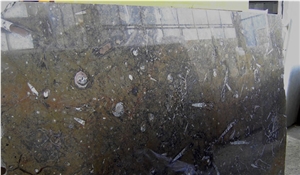 Fossile Marrone - Fossil Brown Marble Blocks